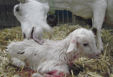 Ferme de Villars