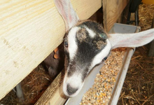 Ferme de Villars