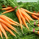 carottes botte BIO