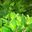 Bouquet De Menthe