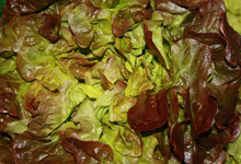 Feuille de chêne rouge
