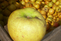 Pommes Belchard Chanteclerc