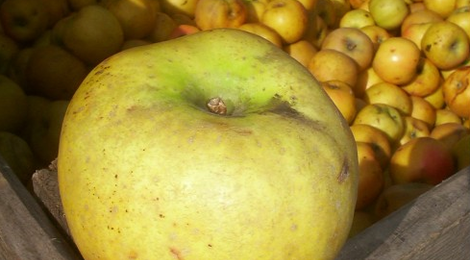 Pommes Belchard Chanteclerc