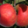 Pommes Topaz