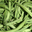  Haricot vert