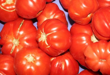  Tomate coeur de boeuf