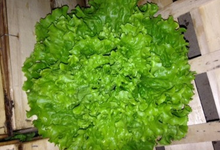 salade batavia