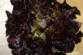  Salade Feuille de chêne rouge