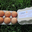 6 oeufs de poules en plein air