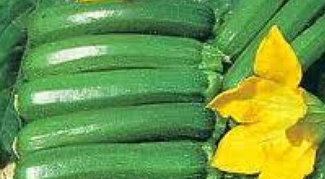 Courgette verte des Jardins Bio des Monts de Gy