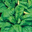  Epinard des Jardins Bio des monts de Gy