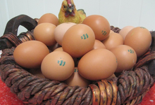 Les œufs fermiers de la ferme Jean Duchène à Fougerolles