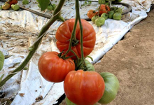 Tomate Gourmandia