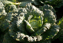 Chou vert ou Chou frisé