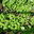 Basilic