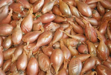Echalote longue, aussi appelée "Cuisse de poulet"