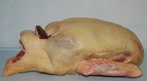 Canette fermière