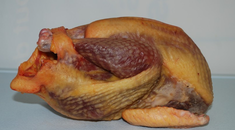  Pintade fermière 