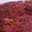  Terrine de Queue de boeuf