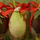 Escale Chocolat