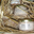 Rillettes de truite à la moutarde