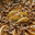 Tarte pomme Caramel