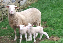 Ferme De La Pommeraie