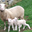 Ferme De La Pommeraie