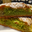 Croute à thé 