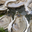 Huîtres creuses de Blainville 