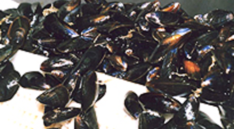 moules de bouchot