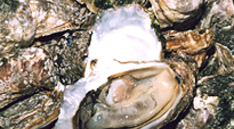huîtres de pleine mer