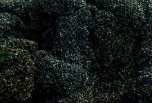 Moule de Bouchot