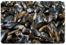 moules de bouchot