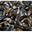 moules de bouchot