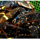 homards
