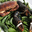 Le Homard 