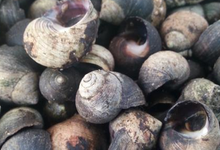 Bigorneaux 