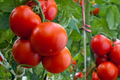 Tomate bio cultivé en pleine terre 