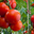 Tomate bio cultivé en pleine terre 