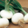 Botte Oignons Blancs Bio 