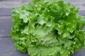 Salade Bio Batavia 