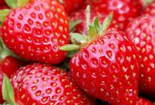 Fraises Cirafine Bio