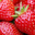 Fraises Cirafine Bio