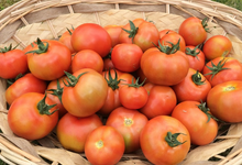 tomate ronde pleine terre 