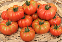 tomate marmande pleine terre 