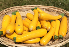 courgette jaune 