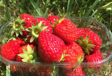 Fraises Cirafine