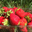Fraises Cirafine