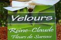 Velours Reine-Claude - Fleurs de Sureau 